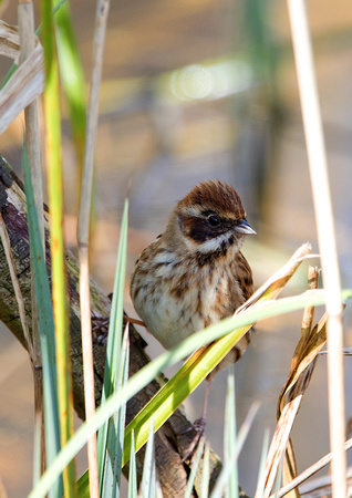 F/M Reed Bunting 2 30-3-16