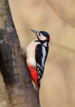 Woodpecker 1 29-12-16