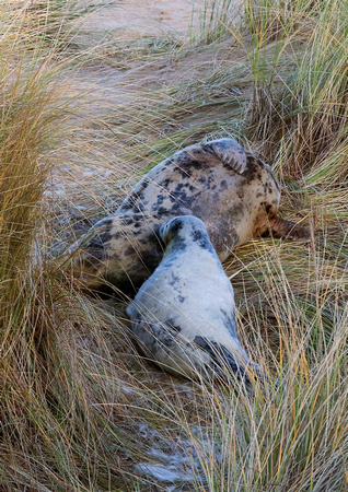 Suckling Seal Pup 29-12-16