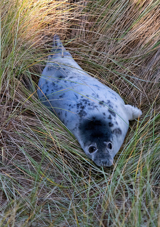 Seal Pup 1 29-12-16