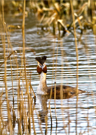 Great Crested Grebe 2 TW