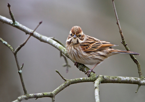 Female Reed Bunting 2