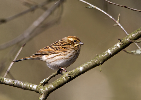 Female Reed Bunting 3