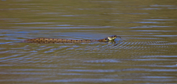 Grass Snake Swimming 1