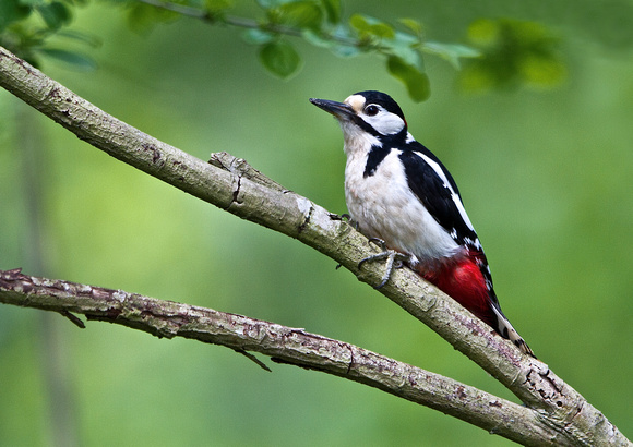 Great Spotted Woodpecker 6-M