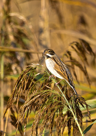 Male Reed Bunting 2-19-11