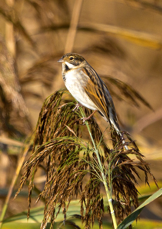 Male Reed Bunting 3-19-11