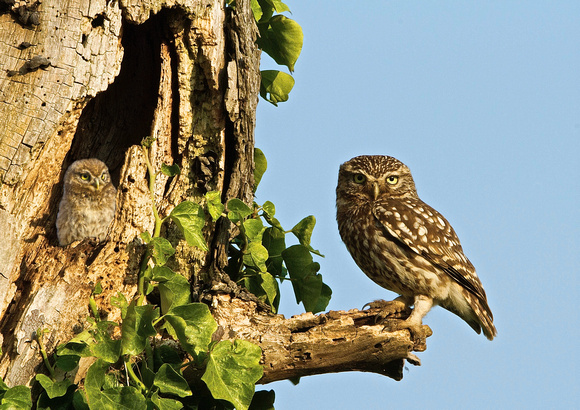 Little Owl with her young one