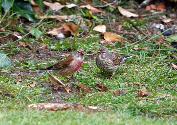 Male and Female Linnet's 15-5-15