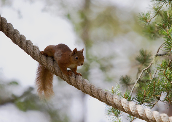 Red Squirrel 15-6-15