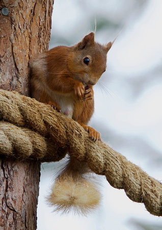Red Squirrel 2-15-6-15