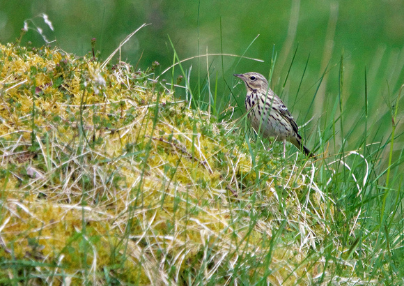 Meadow Pipit 1         16-6-15