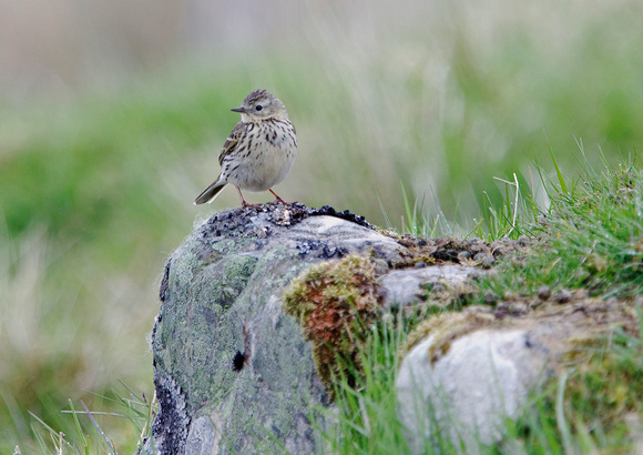 Meadow Pipit 4 16-6-15
