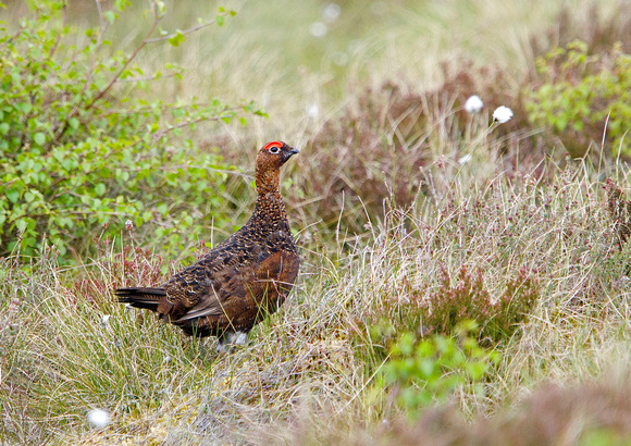 Male Red Grouse 1 16-6-15