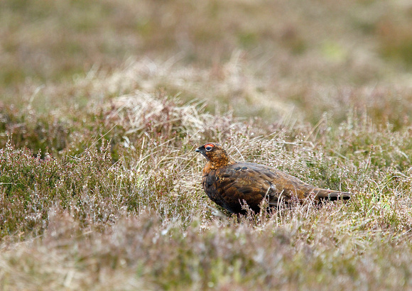 Male Red Grouse 2 16-6-15