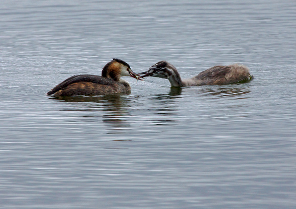 Juvenile Grebe Leaning To Fish 2