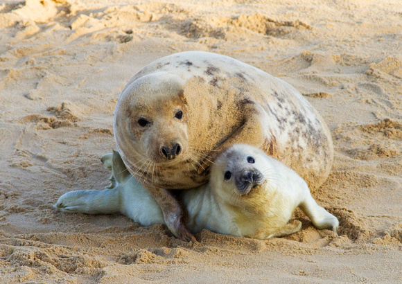 F/M Seal With Pup 5-9-15