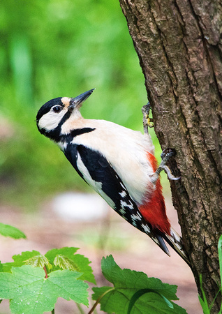 Woodpecker 2 30-5-16