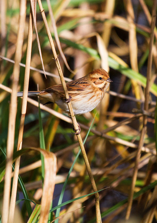F/M Reed Bunting 5 1-3-17