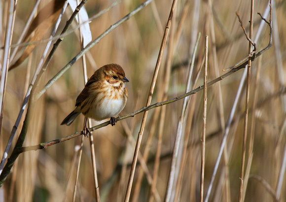 F/M Reed Bunting 4 1-3-17