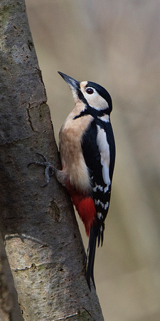 Woodpecker 1 1-3-17