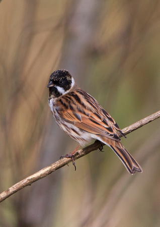 Male Reed Bunting 2 11-3-17