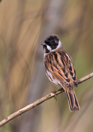 Male Reed Bunting 1 11-3-17