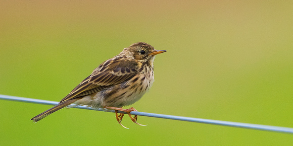 Meadow Pipit 8-3-17