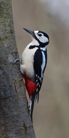 Woodpecker 21-3-17