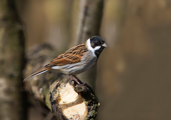 Male Reed Bunting 2 21-3-17