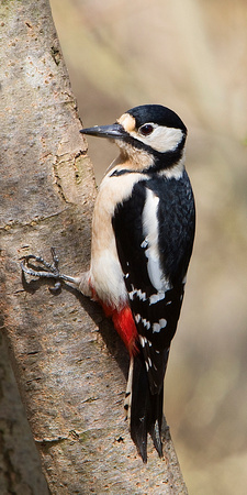 Woodpecker 1 2-4-17