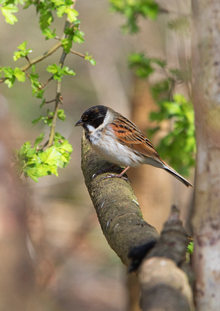 Male Reed Bunting 2-4-17