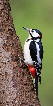Woodpecker 1 16-4-17