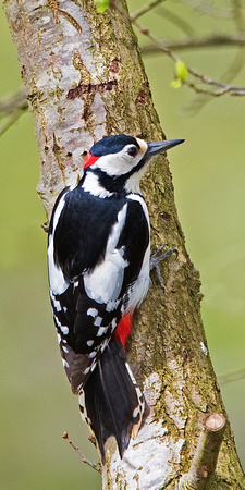 Woodpecker 2 16-4-17