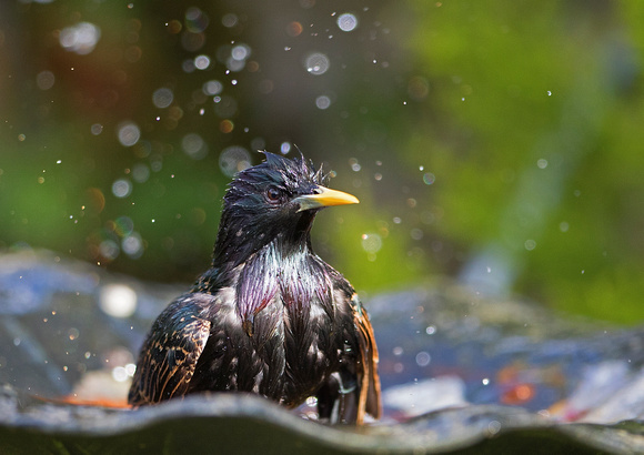 Starling in The Bath 3-5-17