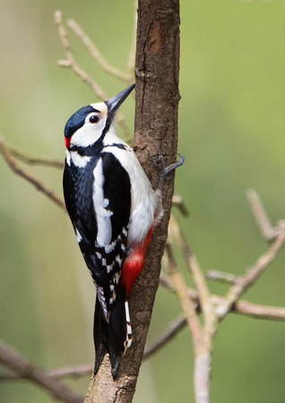 Woodpecker 3 16-4-17