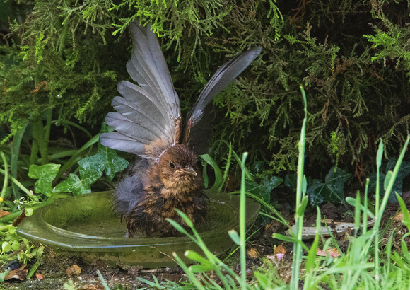 Juvenile Blackbird Having a Bath