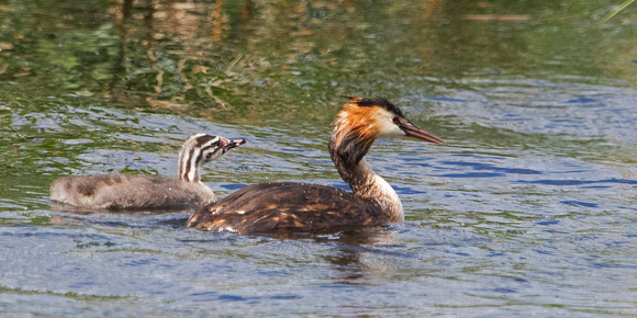 Grebe With Juvenile 2 9-6-17