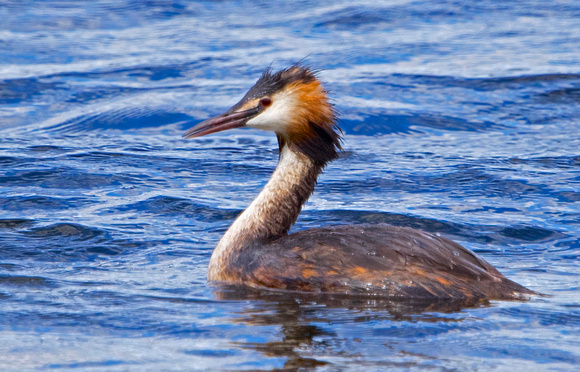 Great Crested Grebe 9-6-17