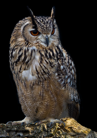 Eagle Owl BH 1
