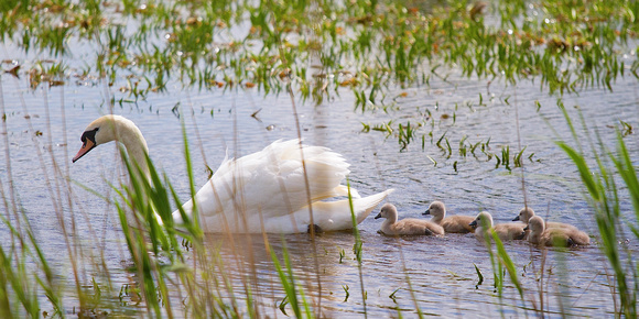 Swan With Young 16-9-17