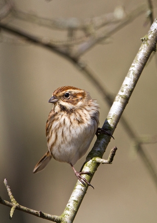 Female Reed Bunting 5