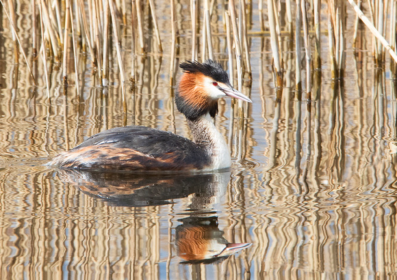 Great Crested Grebe 4 26-3-18