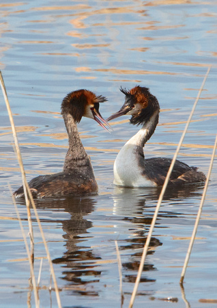 Great Crested Grebe 1 26-3-18
