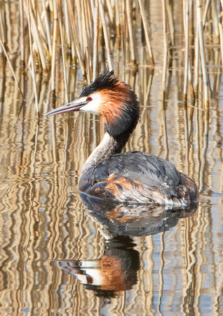 Great Crested Grebe 2 26-3-18