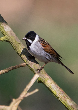 Reed Bunting 1 23-4-18