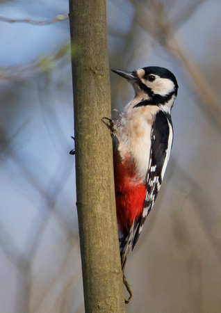Woodpecker 1 23-4-18