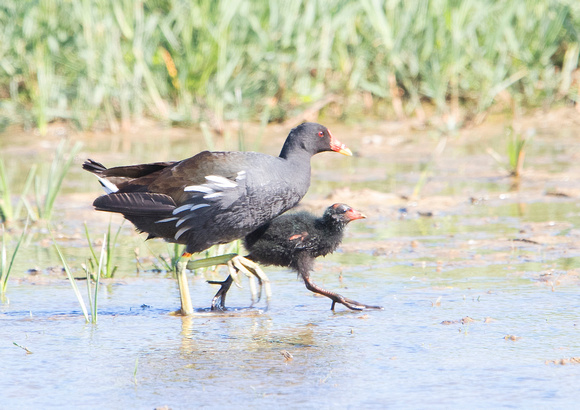 Moorhen with Chick 20-6-18
