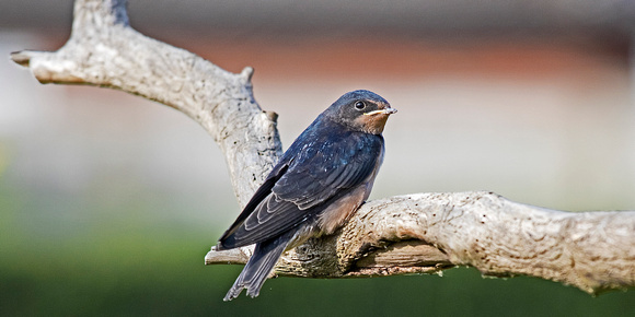 Juvenile Swallow 3 14-8-18