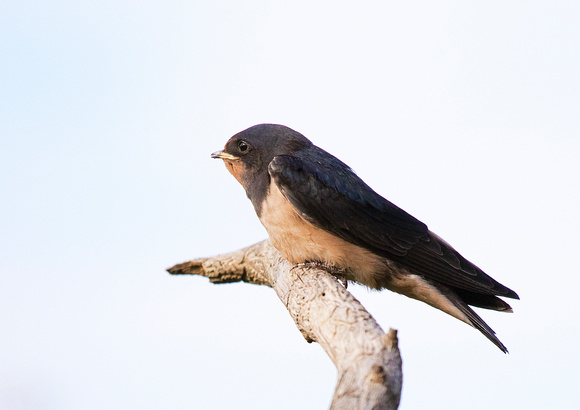 Juvenile Swallow 2 14-8-18